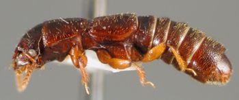 Media type: image;   Entomology 20241 Aspect: habitus lateral view